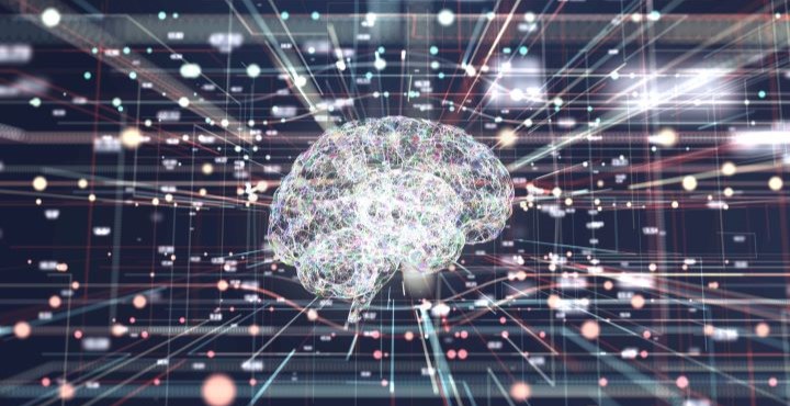 Brain
