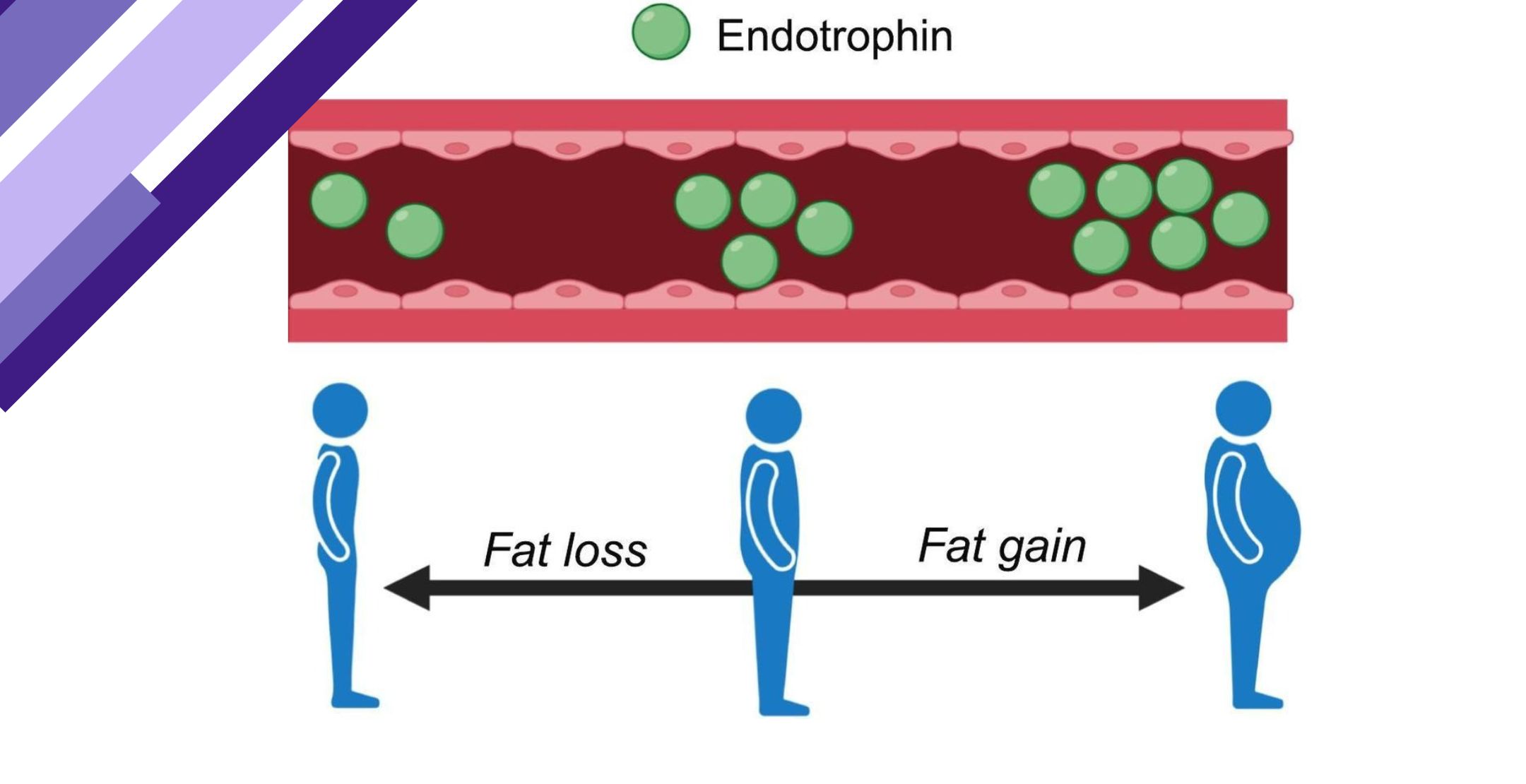 endotrophin